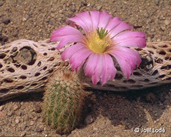 Echinocereus sciurus ssp. floresii JLcoll.1267